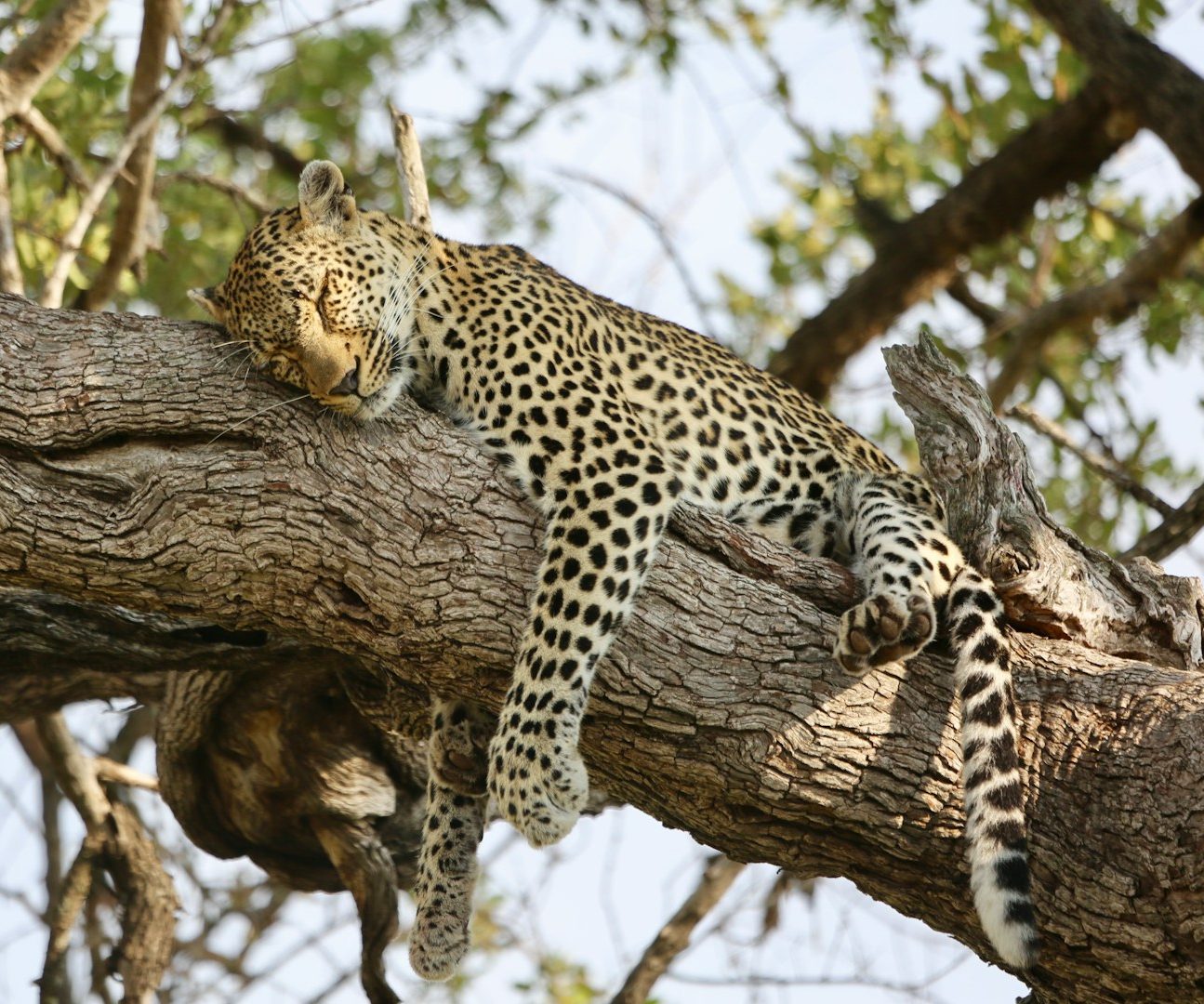 Leopard liegt relax auf einem Ast